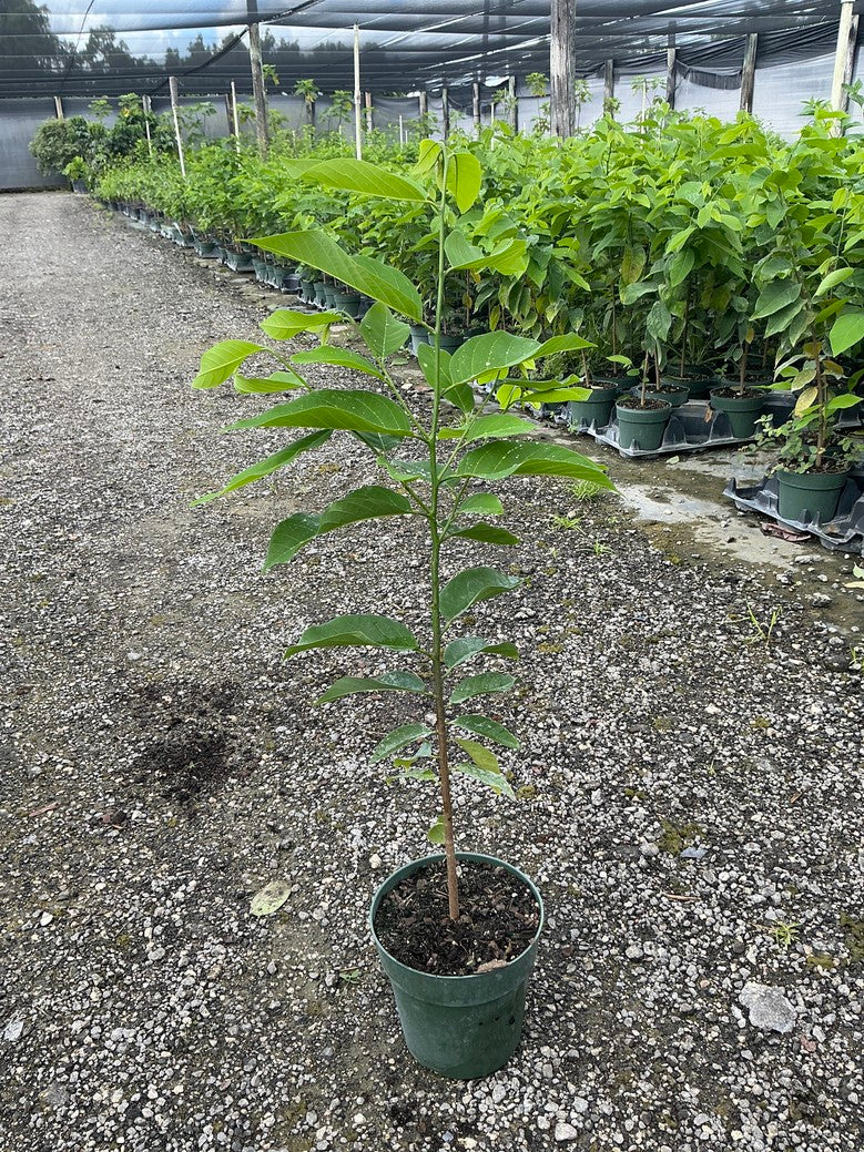 Sugar apple (Annona)