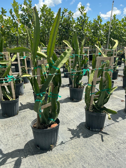 Dragon Fruit Yellow