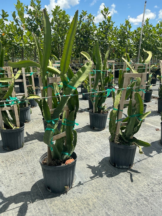 Dragon Fruit Yellow