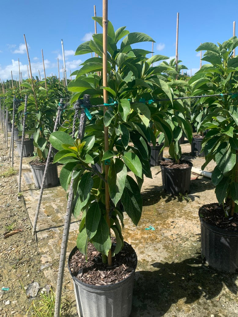Avocado 'Donnie' — 3 Gallon