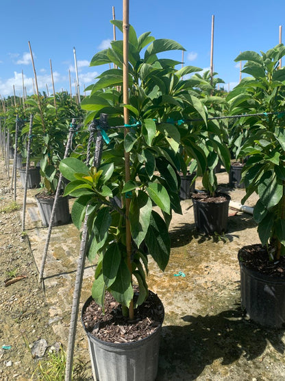 Avocado 'Donnie' — 3 Gallon