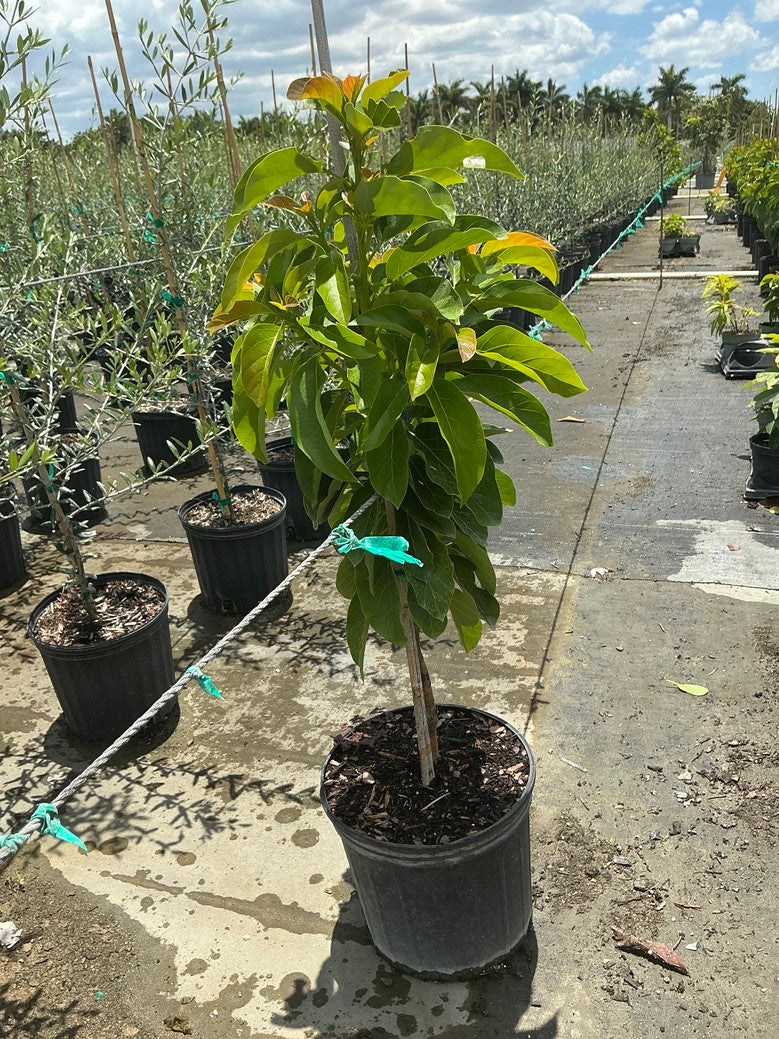 Avocado 'Catalina'