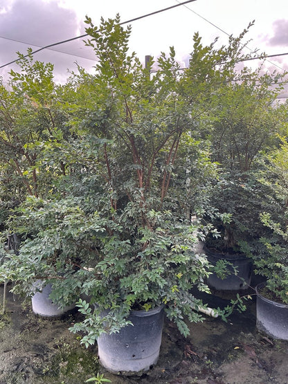 Jaboticaba — 15 Gallon