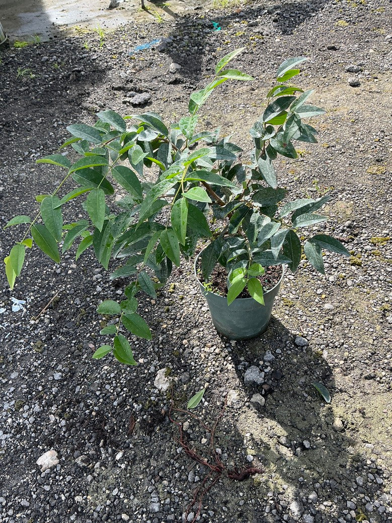 Jaboticaba