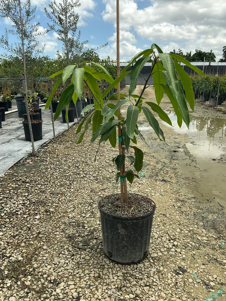 Mango 'Keitt'
