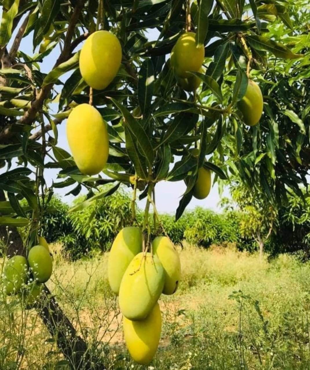 Mango 'Lemon Zest' fruit