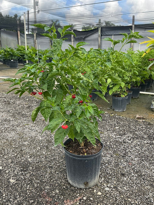 Cachucha Pepper