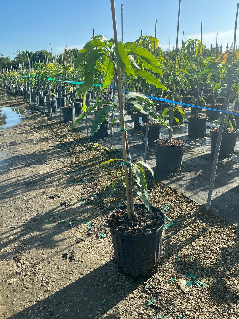 Mango 'Mamo'
