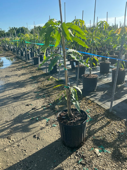 Mango 'Mamo'
