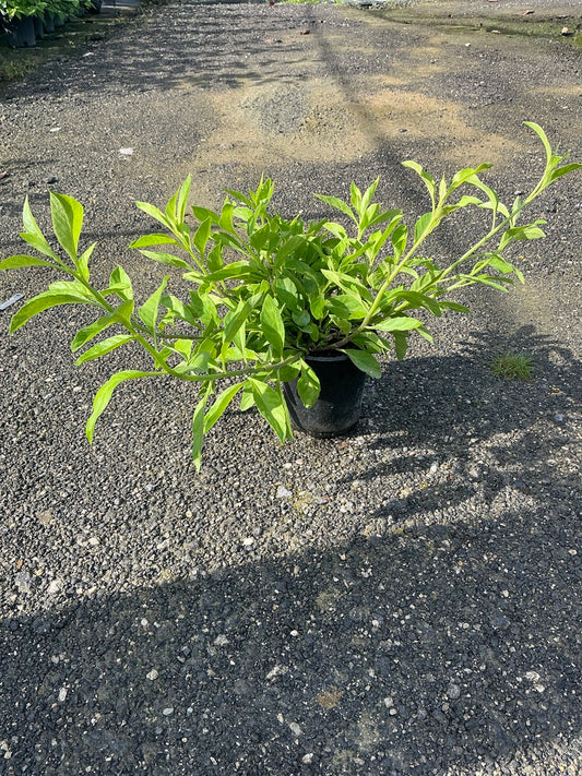 Longevity Spinach