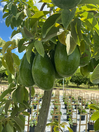 Avocado 'Donnie' — 25 Gallon