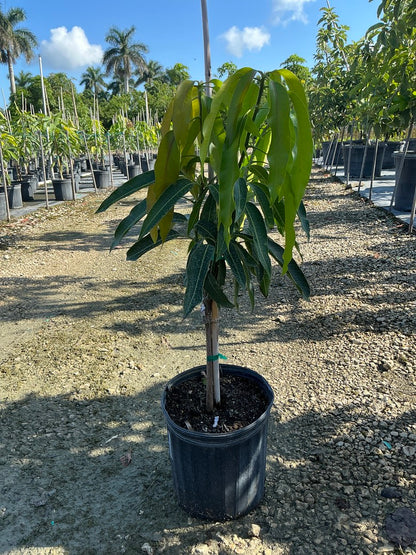 Mango 'Haden' — 3 Gallon