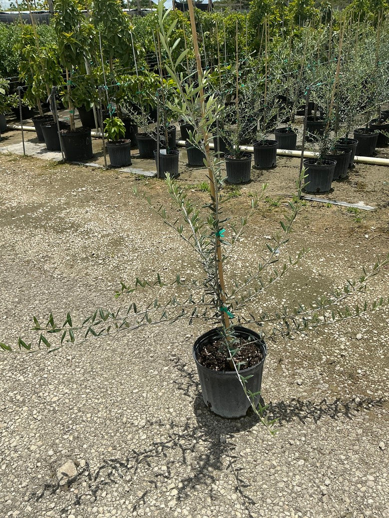 European Olive (edible)