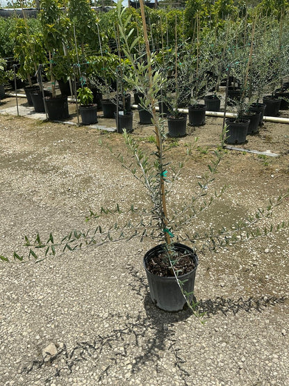 European Olive (edible)