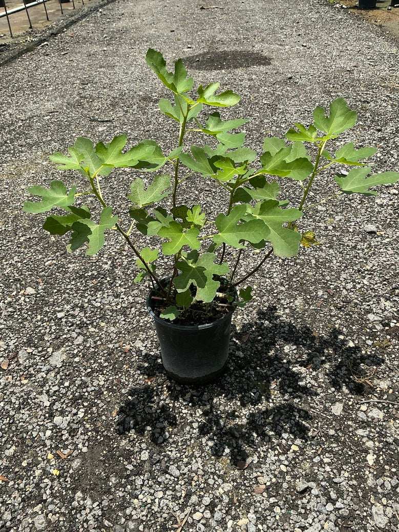 Fig Tree 'Brown Turkey' — 1 Gallon