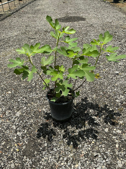 Fig Tree 'Brown Turkey' — 1 Gallon