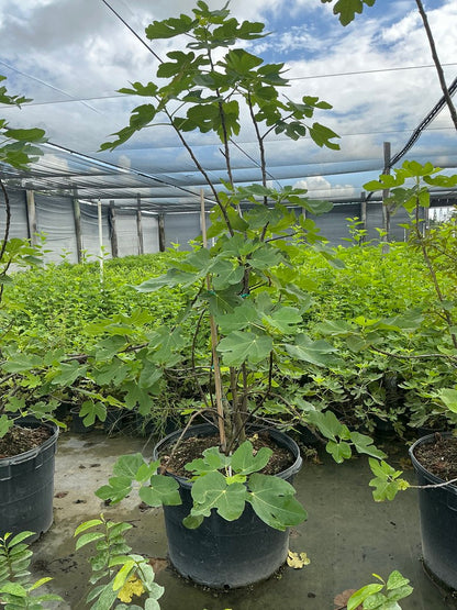 Fig Tree 'Brown Turkey' — 25 Gallon