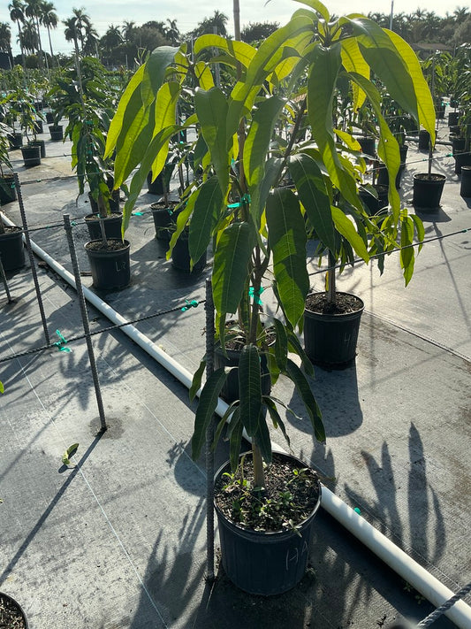 Mango 'Haden'
