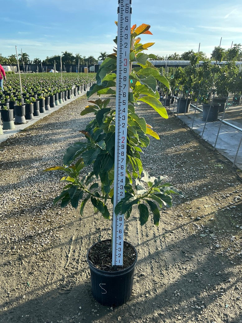 Avocado 'Simmonds' — 3 Gallon