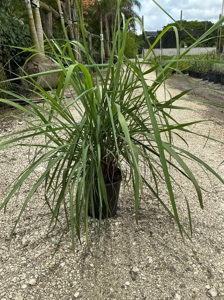 Lemongrass