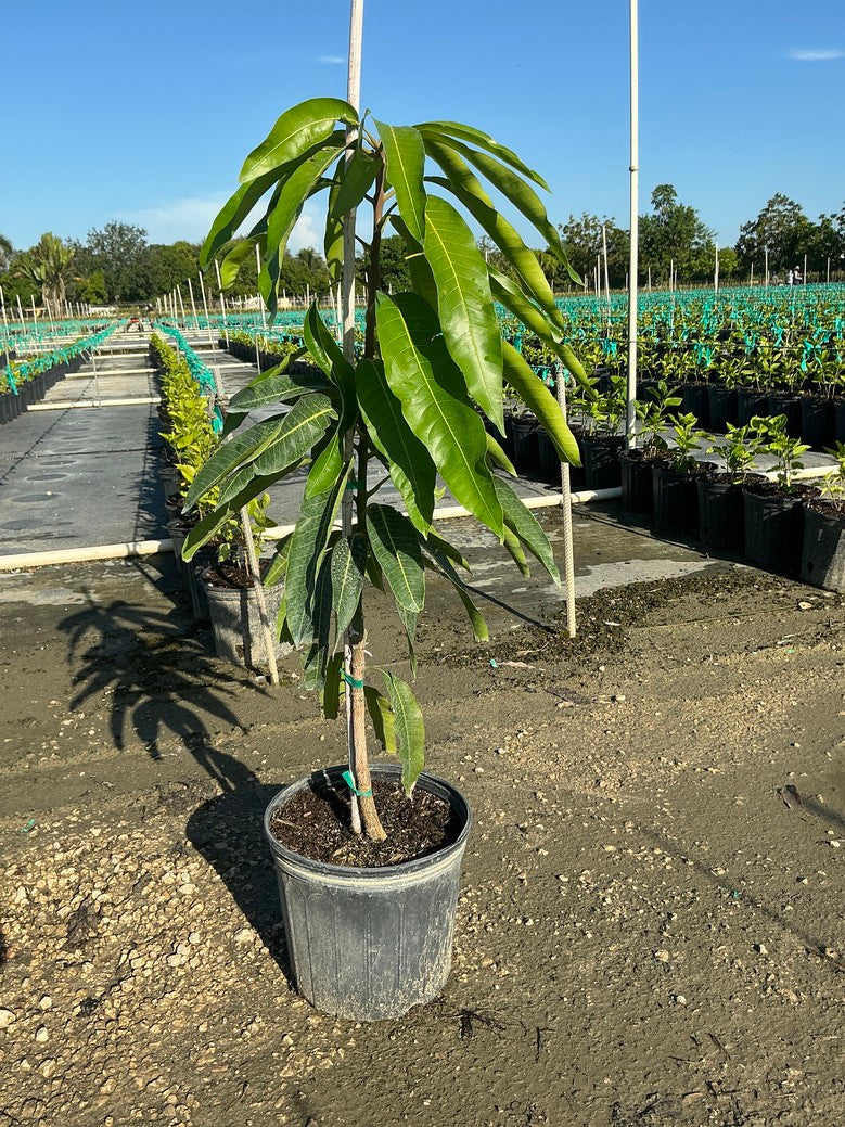 Mango 'Seacrest'