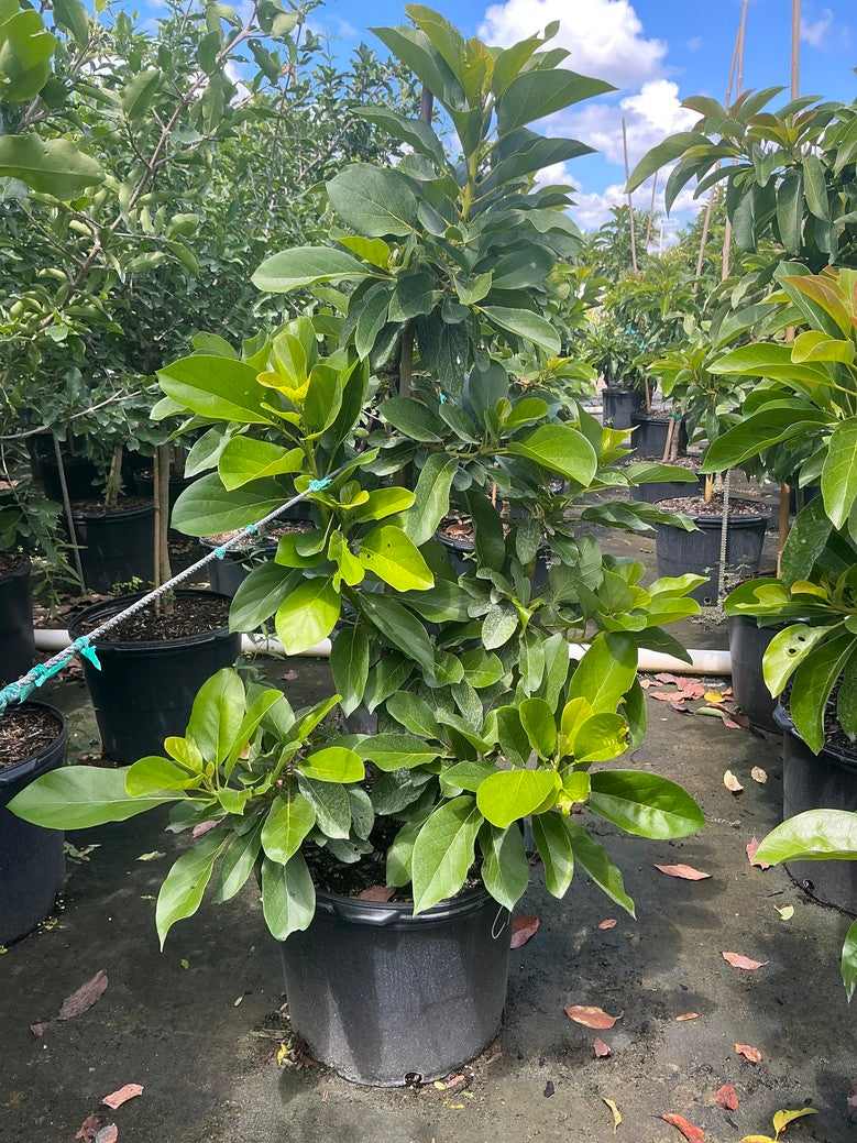 Avocado 'Catalina' — 7 Gallon