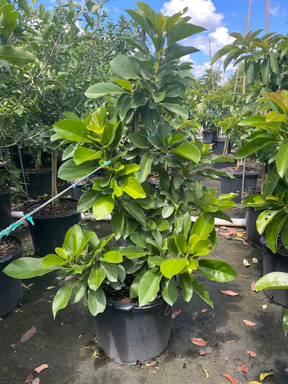 Avocado 'Catalina' — 7 Gallon