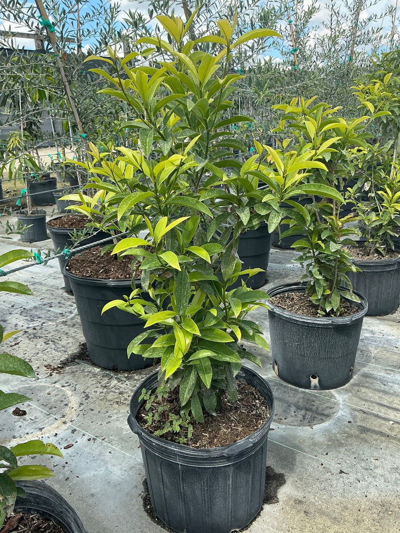 Sapodilla