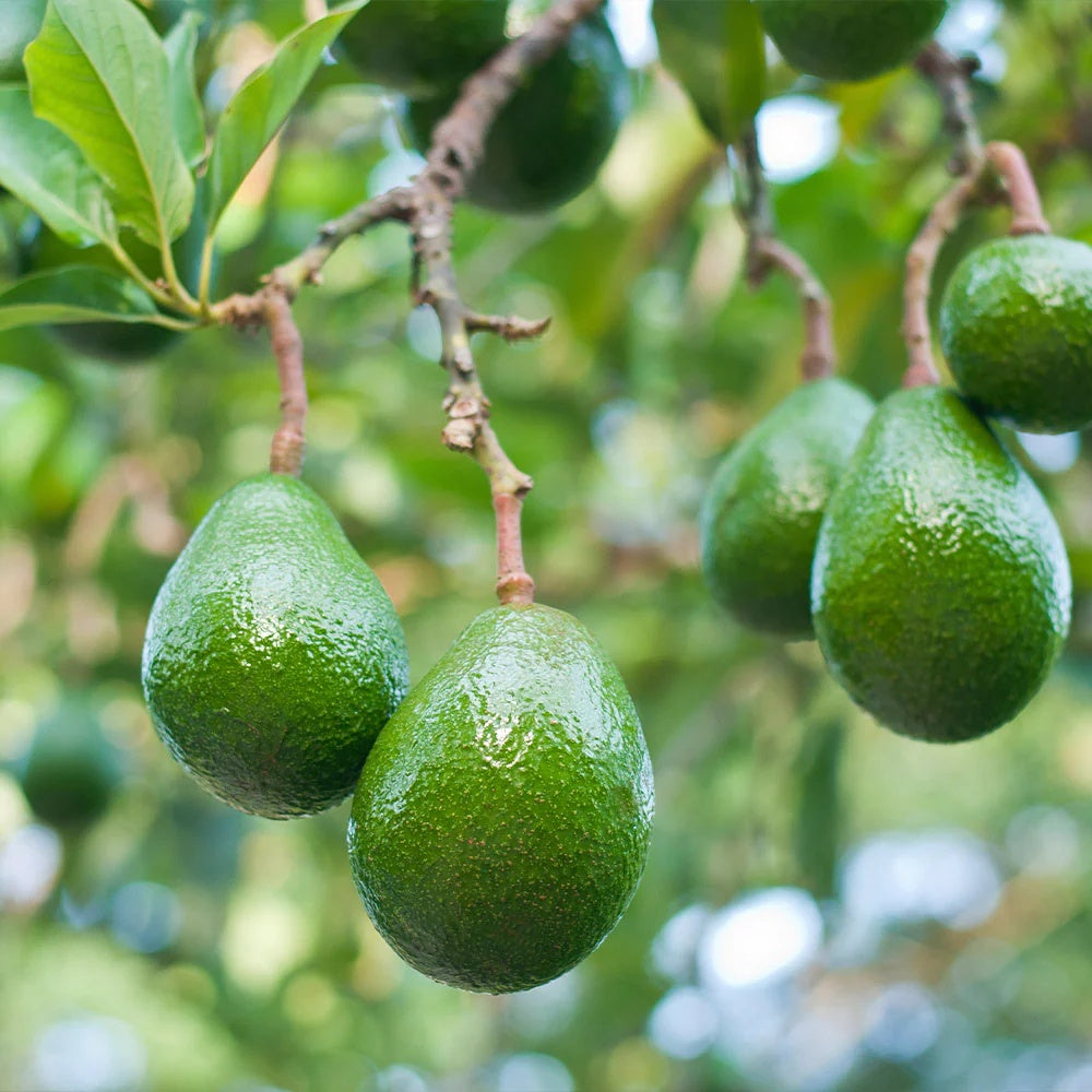 Avocado 'Choquette' fruit