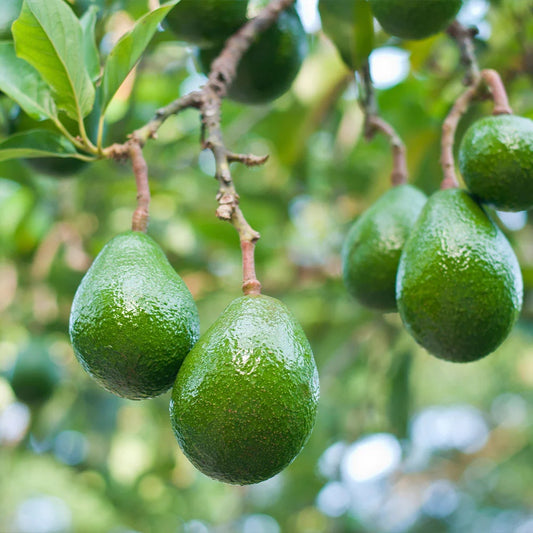 Avocado 'Choquette' fruit