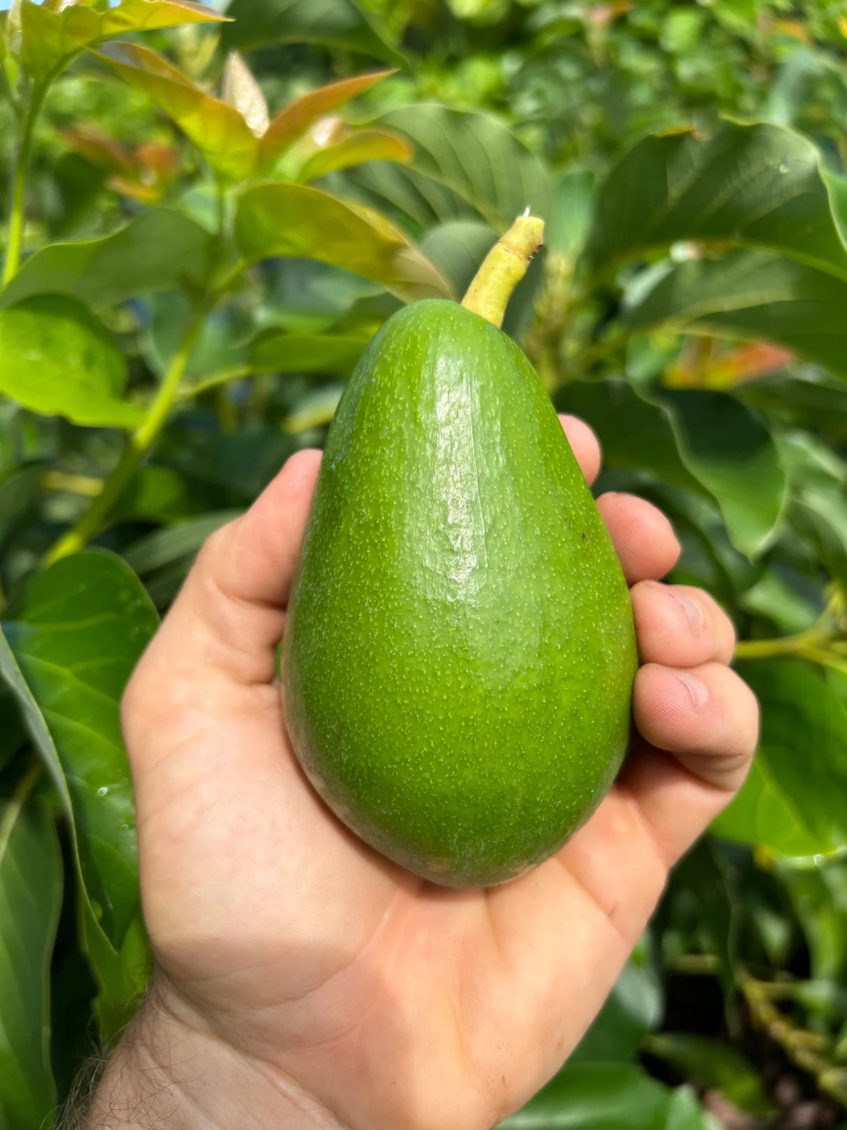 Avocado 'Day' fruit