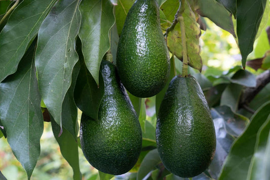 Avocado 'Donnie' fruit