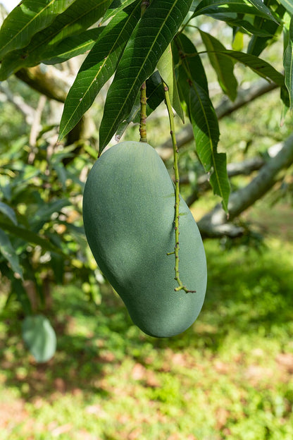 Mango 'Mallika' fruit
