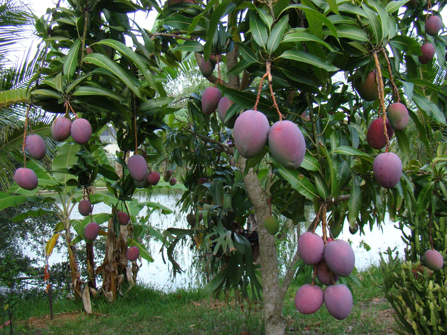 Mango 'Tommy Atkins' fruit