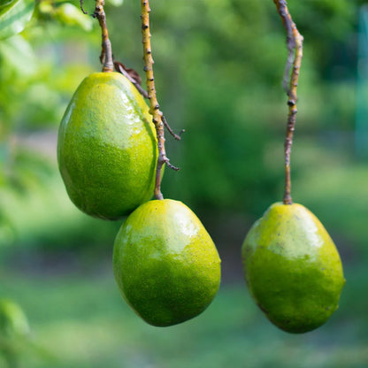 Avocado 'Simmonds' fruit