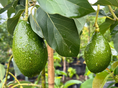 Avocado 'Utuado' fruit