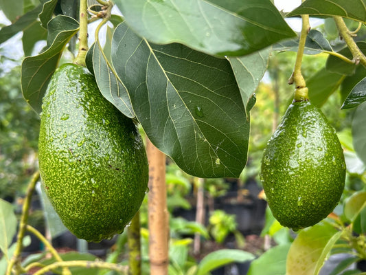 Avocado 'Utuado' fruit