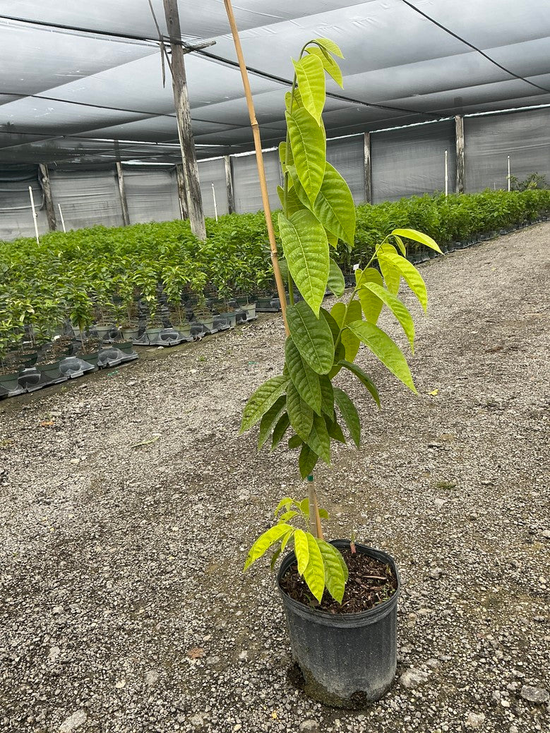 Custard Apple (Annona)