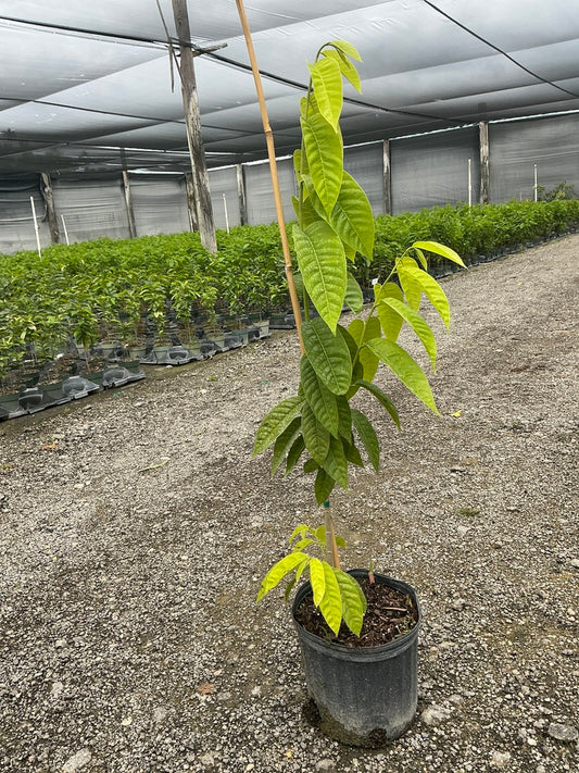 Custard Apple (Annona)