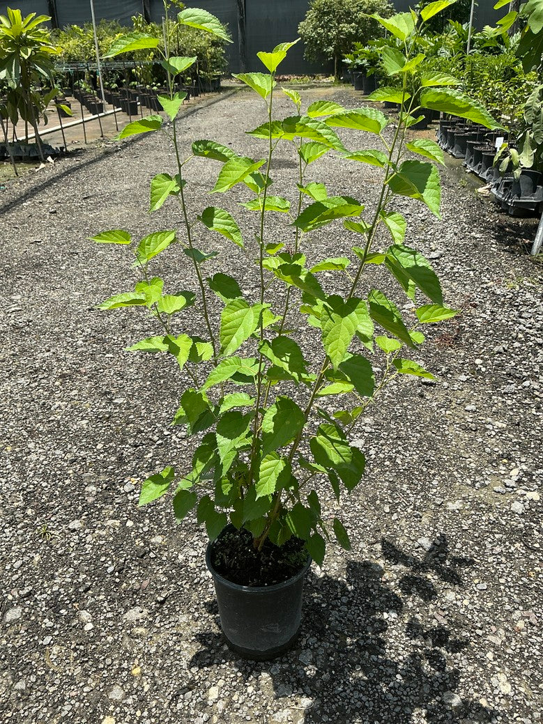 Pakistani " Black Mulberry"