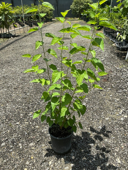 Pakistani " Black Mulberry"