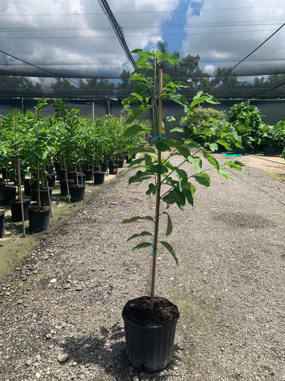 Sugar apple (Annona) — 3 Gallon
