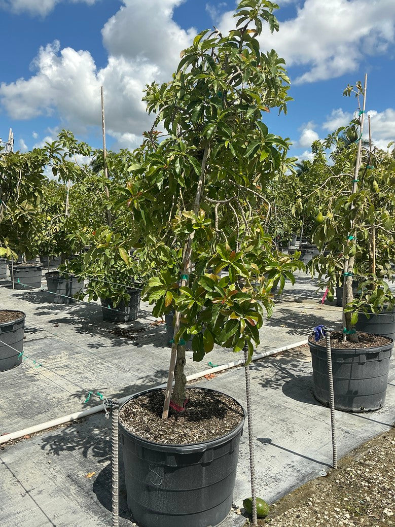 Avocado 'Simmonds' — 25 Gallon