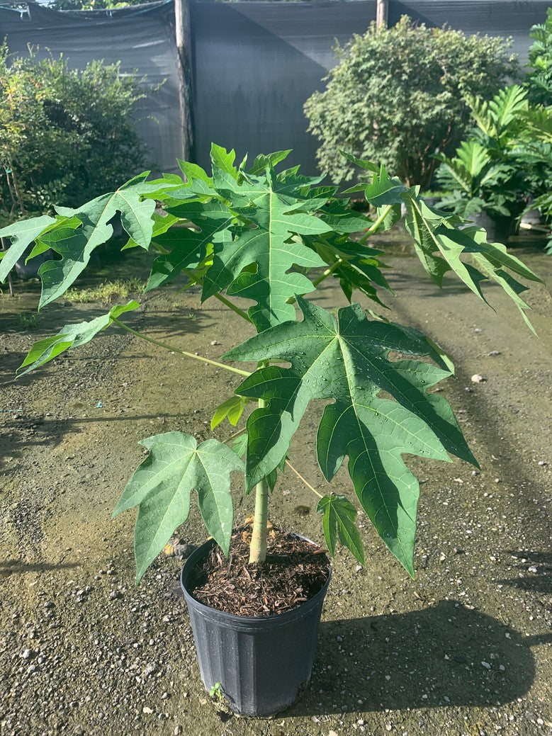 Papaya 'Red Lady'