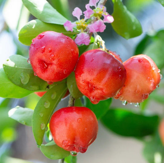 Barbados cherry (acerola) on the branch