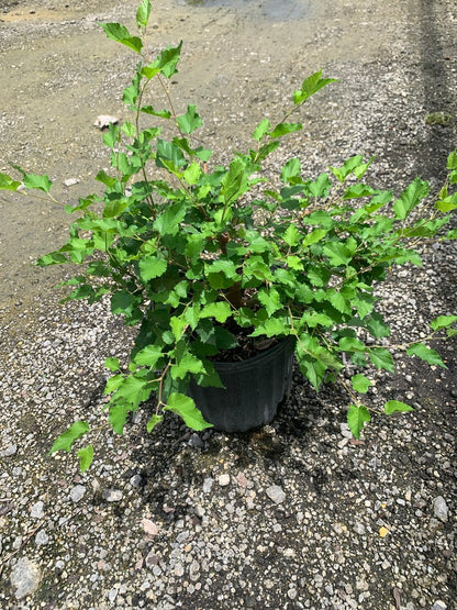 Mulberry 'Mojo Berry' — Morus rotundiloba