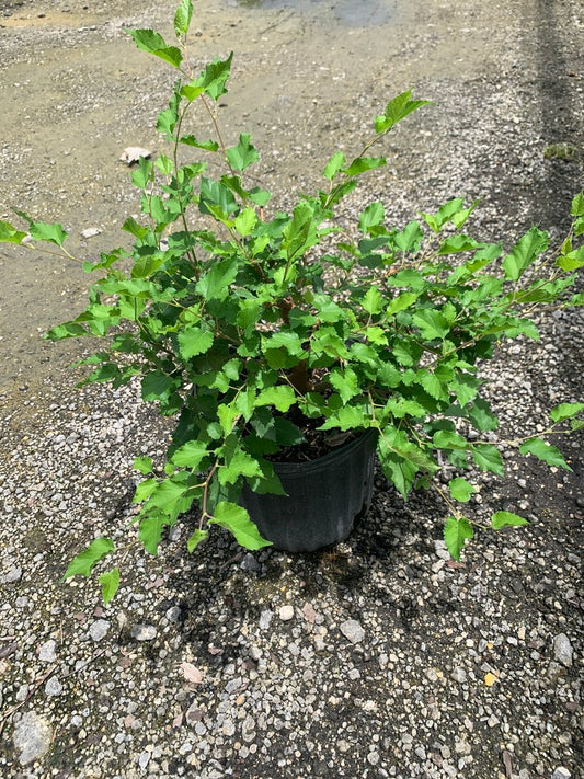 Mulberry 'Mojo Berry' — Morus rotundiloba