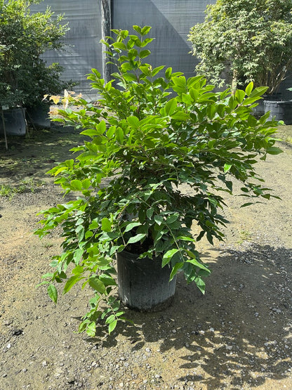 Jaboticaba — 3 Gallon