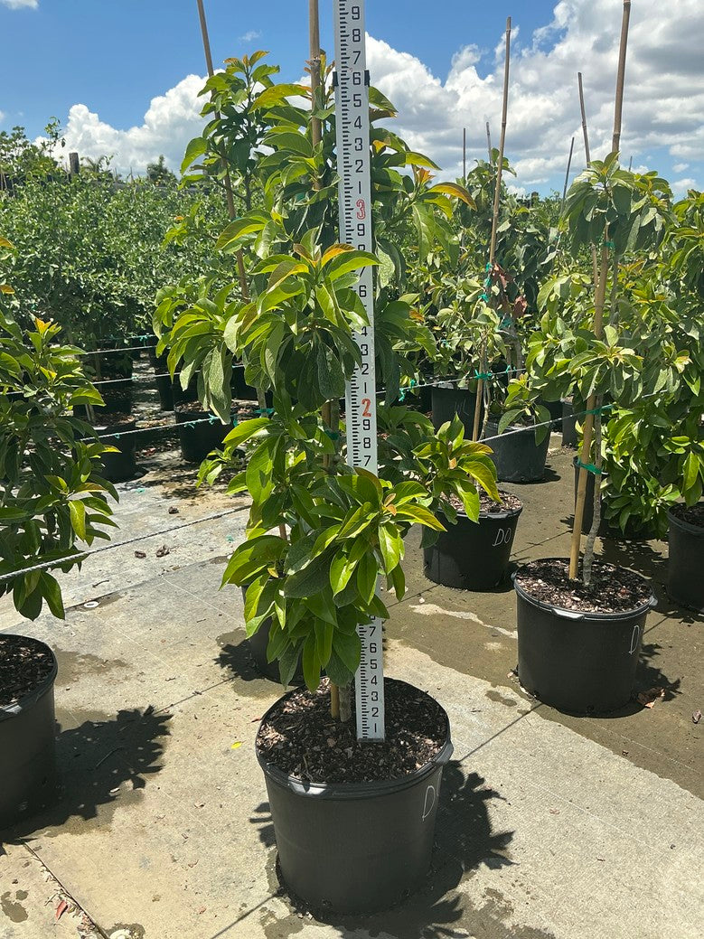 Avocado 'Donnie' — 7 Gallon