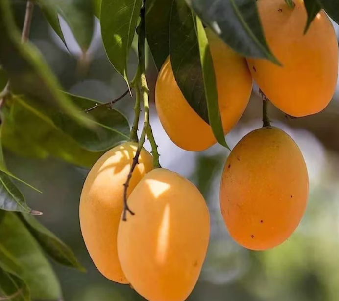 Mango 'Alphonso' fruit